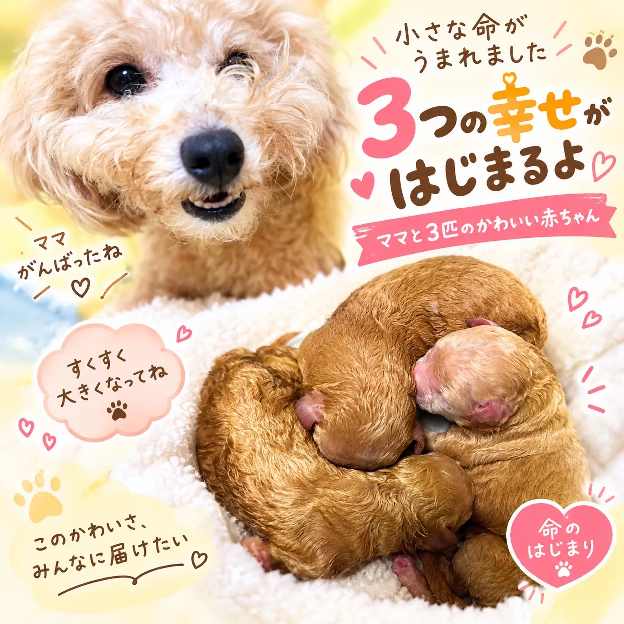赤ちゃん産まれてます